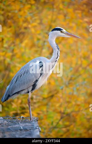 Heron grigio (Ardea cinerea) seduto di fronte a variopinte foglie autunnali Foto Stock