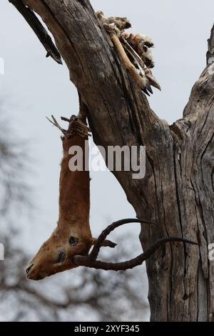 Il resto di un impala morto, probabilmente una preda di leopardo, pende da un albero nel Delta dell'Okavango, in Botswana. Okavango Delta, Botswana il resto Foto Stock