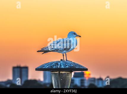 Colorato Seagull Sunset Hoe Park Plymouth, Devon, Inghilterra. Hoe Public Park di fronte all'oceano Foto Stock