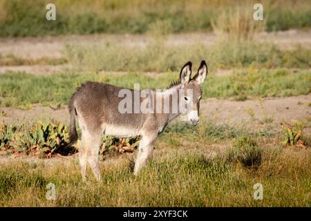 Burro Foal fotografato alla luce del mattino estivo vicino a Beatty, Nevada Foto Stock