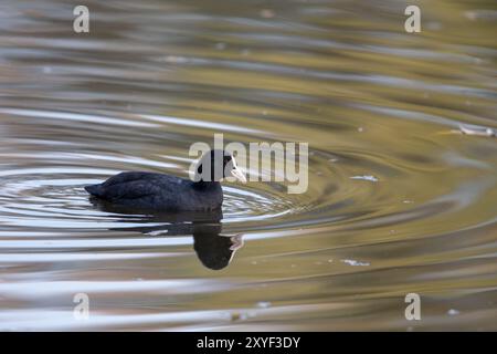 fossa comune eurasiatica (Fulica atra) che nuota su un lago nell'area di protezione naturale di Moenchbruch vicino a Francoforte, Germania, Europa Foto Stock