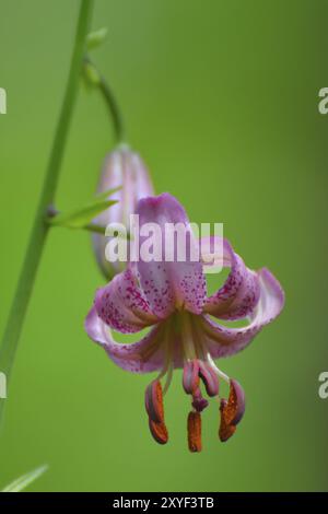 Fiore del giglio martagono (Lilium martagon), Macro di un giglio maragonese Foto Stock