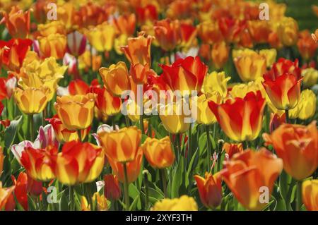 Tulpenbeet in gelb und rot, letto di tulipani in rosso e giallo in primavera Foto Stock