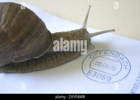 Lumaca del vigneto su una busta Foto Stock