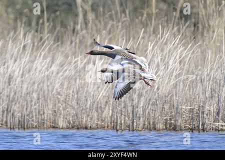 Greylag Goose (anser anser) volando, coppia, due, Greylag Goose Foto Stock