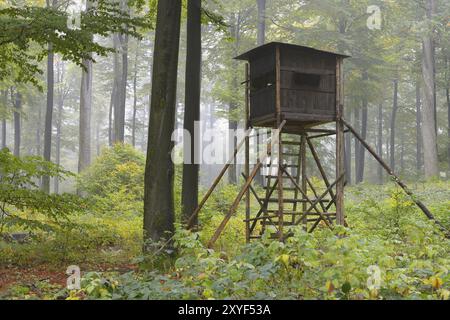 Sede alta nella foresta, Spessart, Baviera, Germania, cieco di caccia nella foresta di faggio, Baviera, Germania, Europa Foto Stock