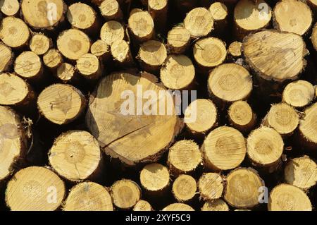 Holzstapel, Stapel aus Holz 34 Foto Stock