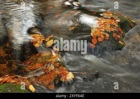 Il Kleine OHE nella foresta bavarese, in autunno. Mountain creek, Kleine OHE, Bavarian Forest National Park, Mountain creek, bavarian Forest National Park, Bavarian Forest National p Foto Stock