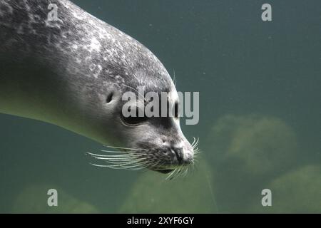 Foca subacquea Foto Stock