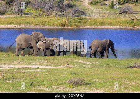 Branco di elefanti sul fiume Boteti Foto Stock