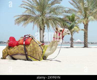 Il Cammello di riposo in ombra sul beachin una giornata di sole Foto Stock