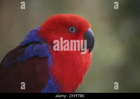 Eclectus roratus (femmina), il maschio è di colore completamente diverso (verde con fianchi rossi e becco superiore giallo). A causa di queste diverse colorazioni Foto Stock