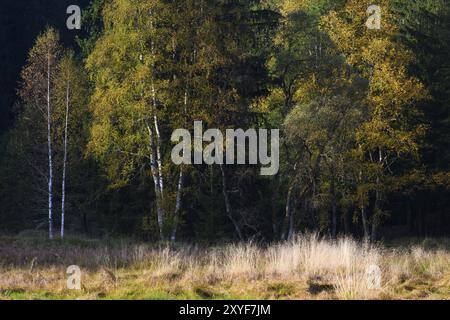 Betulle soffici (Betula pubescens) in autunno, luce del mattino, Klosterfilz Moor, Parco Nazionale della Foresta Bavarese, Baviera, Germania, Europa Foto Stock