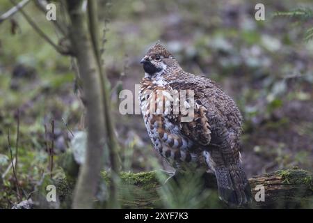 Hazel Grouse, Tetrastes bonasia, sinonimo: Bonasa bonasia, Hazel Grouse Foto Stock