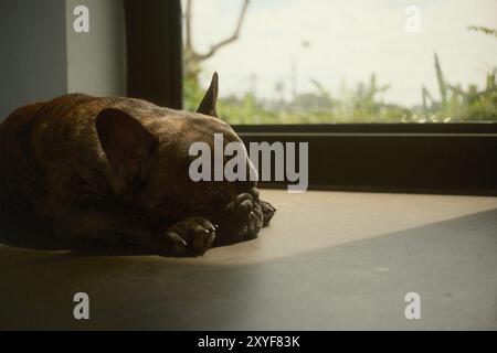 Un Bulldog francese nero che dorme davanti a una finestra con riflessi della luce solare Foto Stock