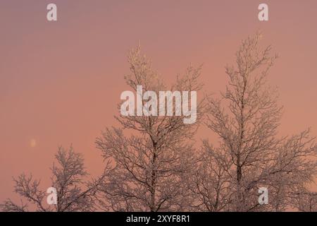 Birch Trees covered in hoarfrost, Norrbotten, Lapponia, Svezia, dicembre 2012, Europa Foto Stock