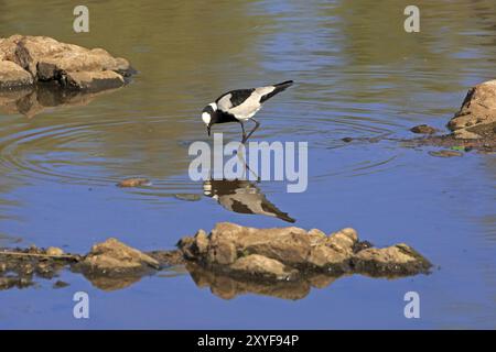 Arma Lapwing Foto Stock