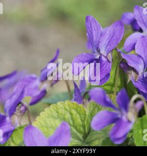 Violet, Viola odorata 02 Foto Stock