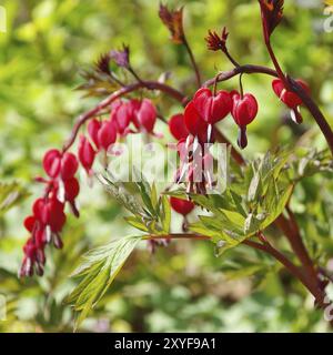 Innaffiare il cuore, sanguinare il cuore 04 Foto Stock