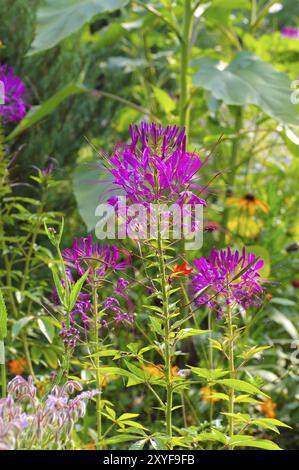 Spider Flower, Cleome spinosa, Spider Flower o spider Plant, Cleome spinosa in estate Foto Stock