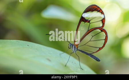 Farfalla di vetro (Greta oto), farfalla con ali trasparenti seduta su una foglia, provincia di Alajuela, Costa Rica, America centrale Foto Stock