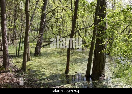 Bruchwald, foresta di pianure alluvionali Foto Stock