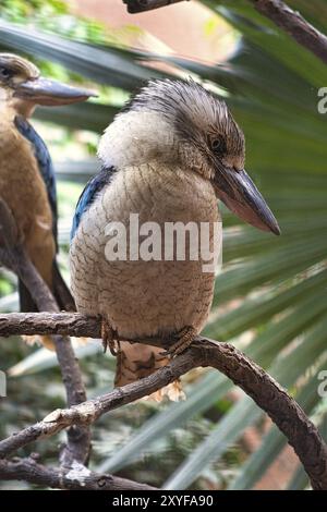 Ridendo hans su una filiale. Splendido piumaggio colorato dell'uccello australiano. interessante osservazione dell'animale. Registrazione di animali in germania Foto Stock