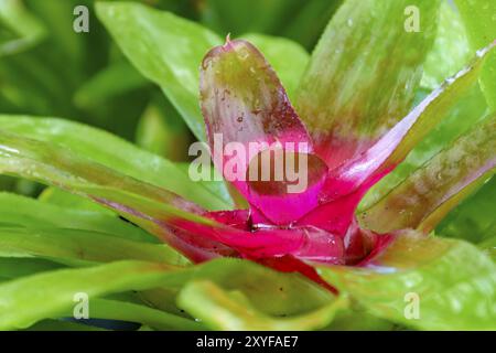 Bromeliad lascia nativa per il brasiliano della foresta atlantica Foto Stock