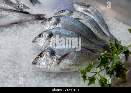 Dentice, orata, pesce fresco esposto sul ghiaccio tritato per la vendita al banco dei pescivendoli Foto Stock