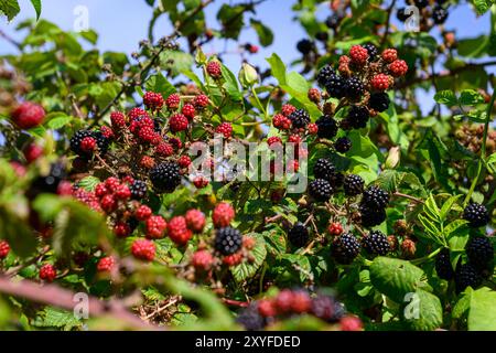 Le more sono mature e non mature Foto Stock