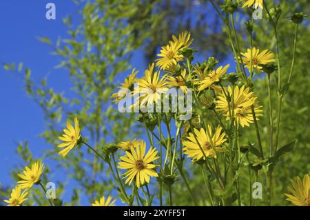 Silphie in estate, Cup Plant in estate, Garden Plant Foto Stock