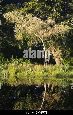 Alberi e erba che si riflettono nel lago di Sonder Anlaeg, Sonder Park di Herning Danimarca Foto Stock