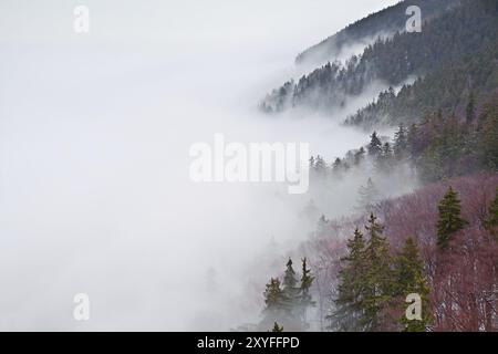 Foresta nelle montagne di Harz ricoperta di fitta nebbia Foto Stock