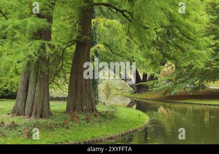 sequoia primordiale, sequoia dell'alba 01 Foto Stock