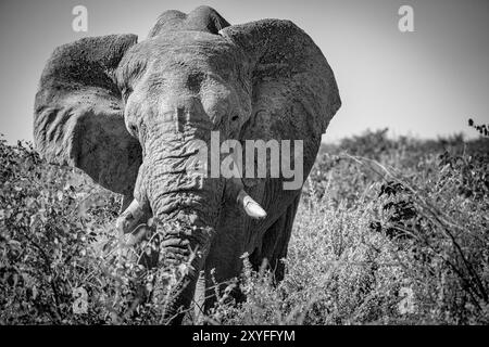 Elefanti adattati al deserto (Loxodonta africana) nel deserto del Namib della Namibia, Africa Foto Stock