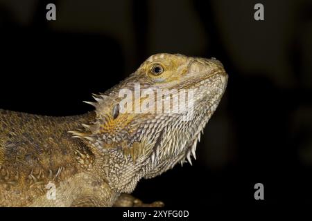 Bartagame, Pogona, draghi barbuti Foto Stock