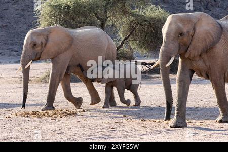 Elefanti adattati al deserto (Loxodonta africana) nel deserto del Namib della Namibia, Africa Foto Stock