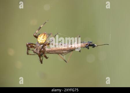 Crociera gialla a quattro macchie con preda Foto Stock