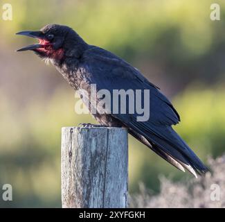 American Crow chiama. Piedras Blancas, San Luis Obispo County, California, Stati Uniti. Foto Stock