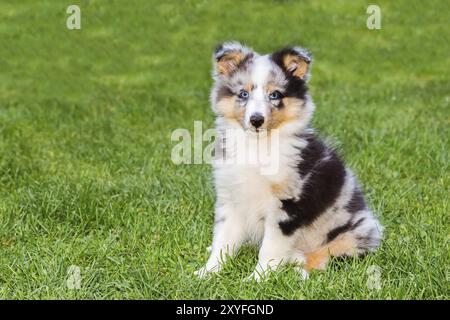 Ritratto di un giovane cucciolo sheltie seduto su erba verde Foto Stock