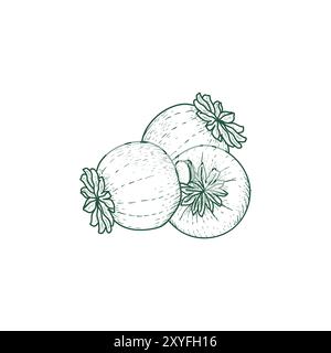 Hipster Vintage Hand Drawn Sketch Opium Poppy o Papaver somniferum Heads, Icon Illustration Vector Illustrazione Vettoriale