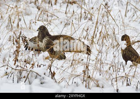 Due Common Buzzard combattono per il cibo. Maeusebussarde kaempfen um Beute Foto Stock