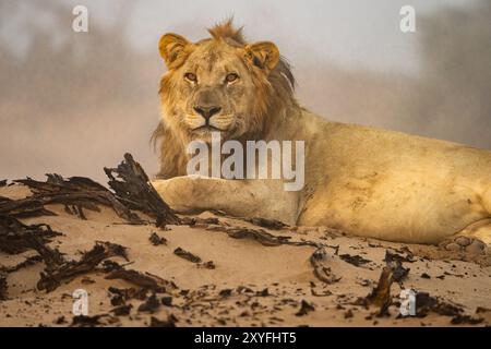 Leone maschile adattato nel deserto (Panthera leo) in Namibia, Africa Foto Stock