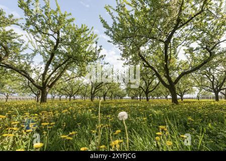 Frutteto al tramonto con leoni in fiore Foto Stock