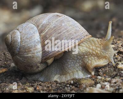 Lumaca di Borgogna (Helix pomatia) in uscita dalla sua conchiglia, Renania settentrionale-Vestfalia, Germania, Europa Foto Stock