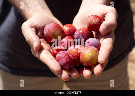 Una manciata di prugne rosse appena raccolte tenute delicatamente in mano, che mostrano la loro bellezza naturale e i colori vivaci, riflettono un raccolto abbondante da nat Foto Stock
