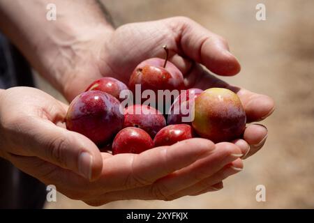 Una manciata di prugne rosse appena raccolte tenute delicatamente in mano, che mostrano la loro bellezza naturale e i colori vivaci, riflettono un raccolto abbondante da nat Foto Stock