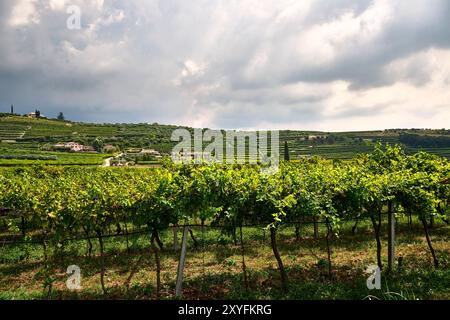 Ampio campo verde situato nel cuore della Valpolicella con un vigneto dedicato alla produzione di vini . Il paesaggio presenta una vasta area esterna Foto Stock