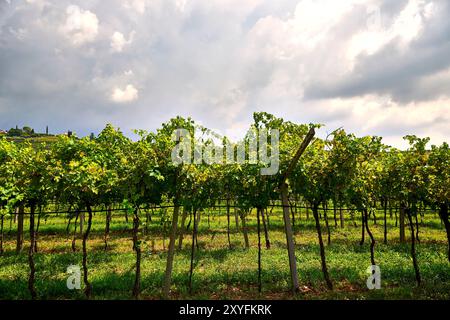 Ampio campo verde situato nel cuore della Valpolicella con un vigneto dedicato alla produzione di vini . Il paesaggio presenta una vasta area esterna Foto Stock