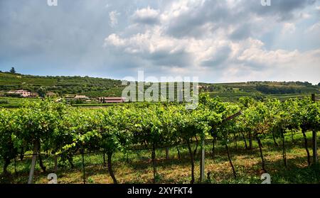 Ampio campo verde situato nel cuore della Valpolicella con un vigneto dedicato alla produzione di vini . Il paesaggio presenta una vasta area esterna Foto Stock